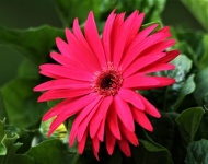 Pink Gerber Daisy Close-up