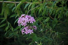 Pink Soapwort Flowers On A Plant