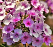 Pink Tall Phlox Flowers Close-up
