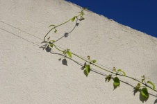 Plant Climbing Against White Wall