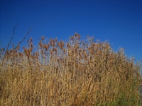 Plumes Of Bull Rushes In A Blue Sky