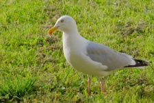Portrait Of A Gull