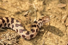 Prairie King Snake Close-up