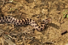 Prairie King Snake