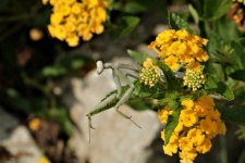 Praying Mantis On Yellow Flowers