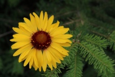 Pretty Yellow Flower
