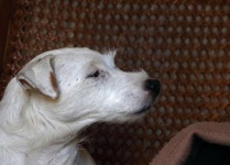Profile Of White Jack Russel