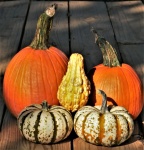 Pumpkins And Gourds Close-up
