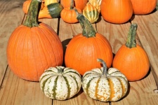 Pumpkins And Gourds On Wood