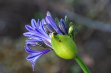 Purple Agapanthus Budding Flower