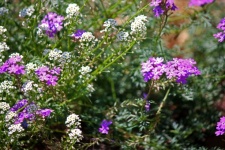 Purple Vebena And White Alyssum