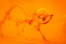 Rat Skeleton