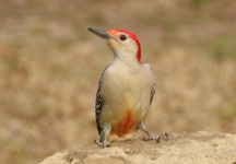 Red-bellied Woodpecker Portrait