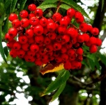 Red Berries Hanging From A Tree