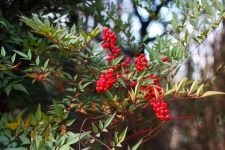 Red Berries On A Holy Bamboo Plant