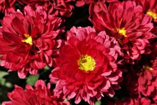 Red Chrysanthemum Flowers Close-up