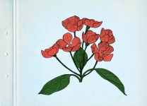 Red Flowers. Sketch