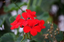 Red Geranium Flower In A Garden