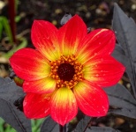 Red Yellow Flower After Rainfall