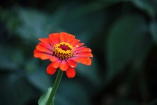 Red Zinnia Flower And Yellow Centre