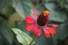 Red Zinnia Forming A Seed Head