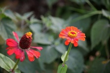 Red Zinnia With Yellow Centre