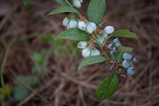 Ripening Blueberries & Blossoms