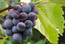 Ripening Bunch Of Grapes On A Vine