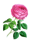 Rose Flower Blossom Vintage