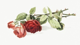 Rose Blossom Vintage Art