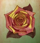 Rose. Pencil Sketch