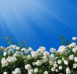 Roses Sky Blue Sunshine
