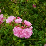 Rosebush In Bloom