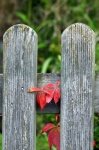 Red Wine Fence Photography