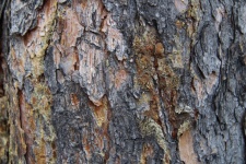 Rough Tree Bark