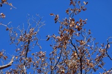 Rusty Dead Leaves On Dormant Tree