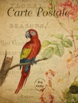 Scarlet Macaw Vintage Postcard