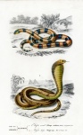 Snake Reptile Vintage Art