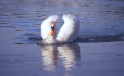 Swan Mirroring Pride Bird