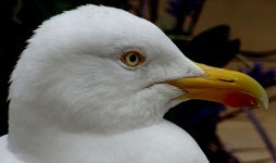 Seagulls Profile Up Close