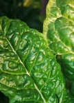 Shiny Green Mature Spinach Leaf