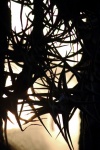 Silhouette Of Epiphyte Plants
