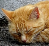 Sleepy Ginger Cat Up Close