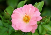 Soft Pink Rose Close-up