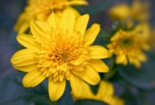 Sunflower Blossom In Yellow Garden