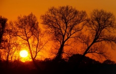 Sunset Trees Silhouette