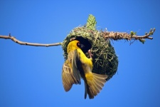 Southern Masked Weaver In Opening