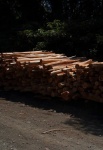 Sunlight On A Pile Of Cut Logs