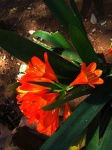 Sunlight On Bright Orange Clivia