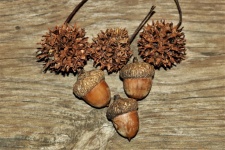 Sycamore Seed Pods And Acorns